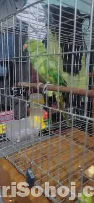 Rigneck parrot টিয়া